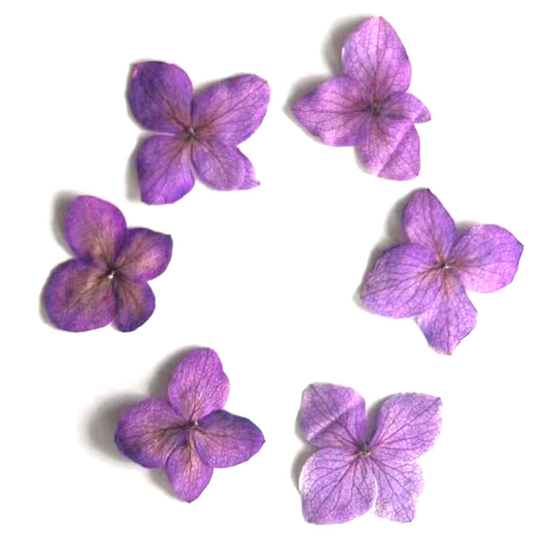 60Pcs Anna Hydrangea Color-Abs - Dried Flower Bookmark ulasan dan harga