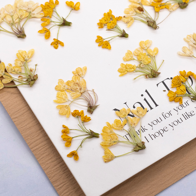 24pcs,Natural Real Pressed Flo - Dried Flower Bookmark ulasan dan harga