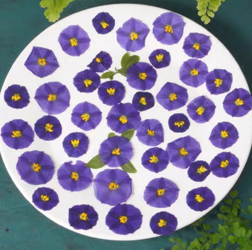 100pcs Pressed Dried Lycianthe - Dried Flower Bookmark ulasan dan harga