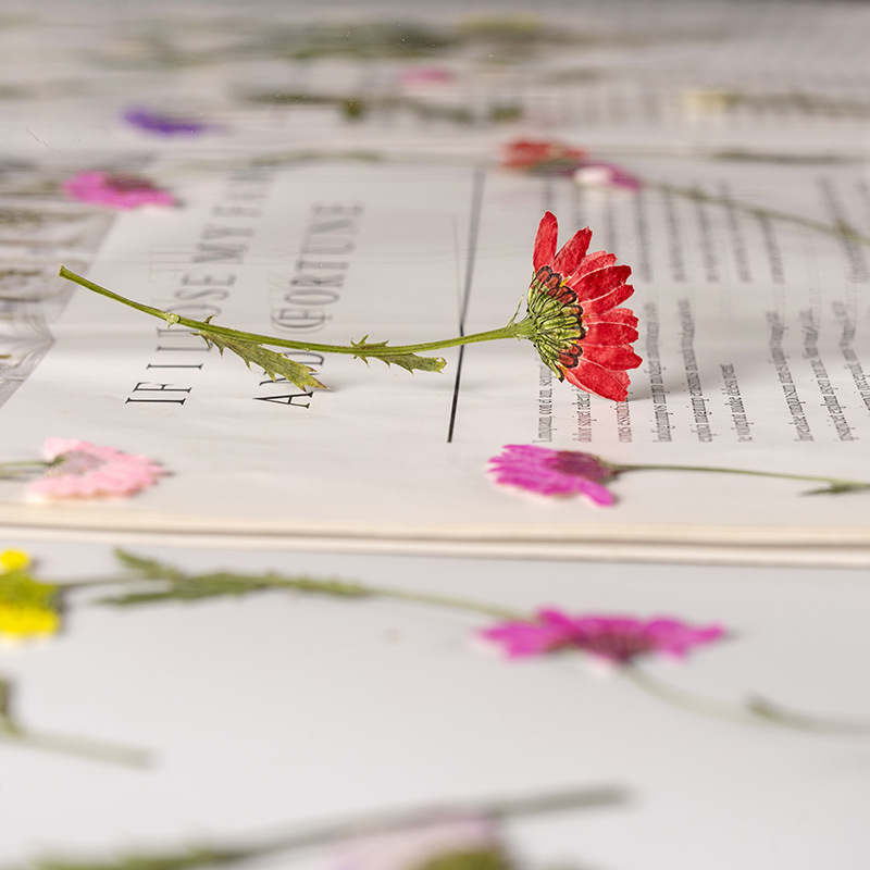 5-8cm/24pcs,Side Pressed Cryst - Dried Flower Bookmark ulasan dan harga